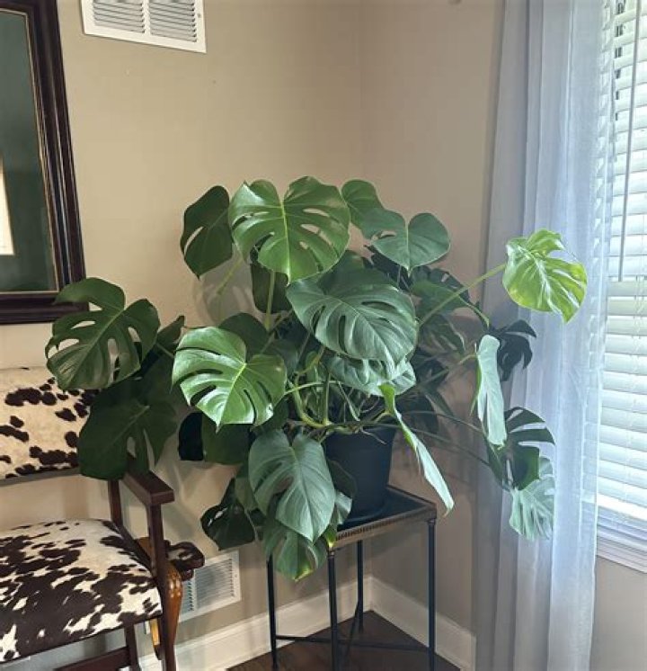 Ultimate Guide For Optimal Growth